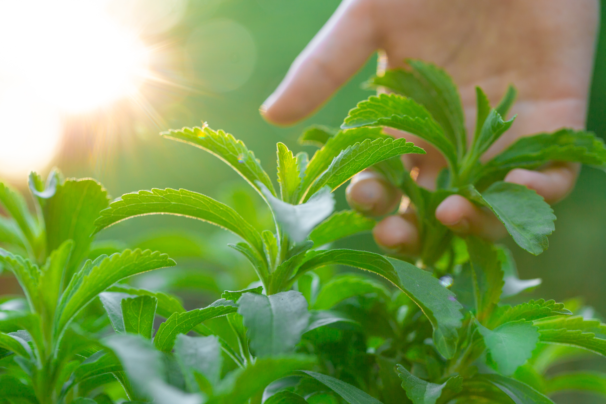 stevia